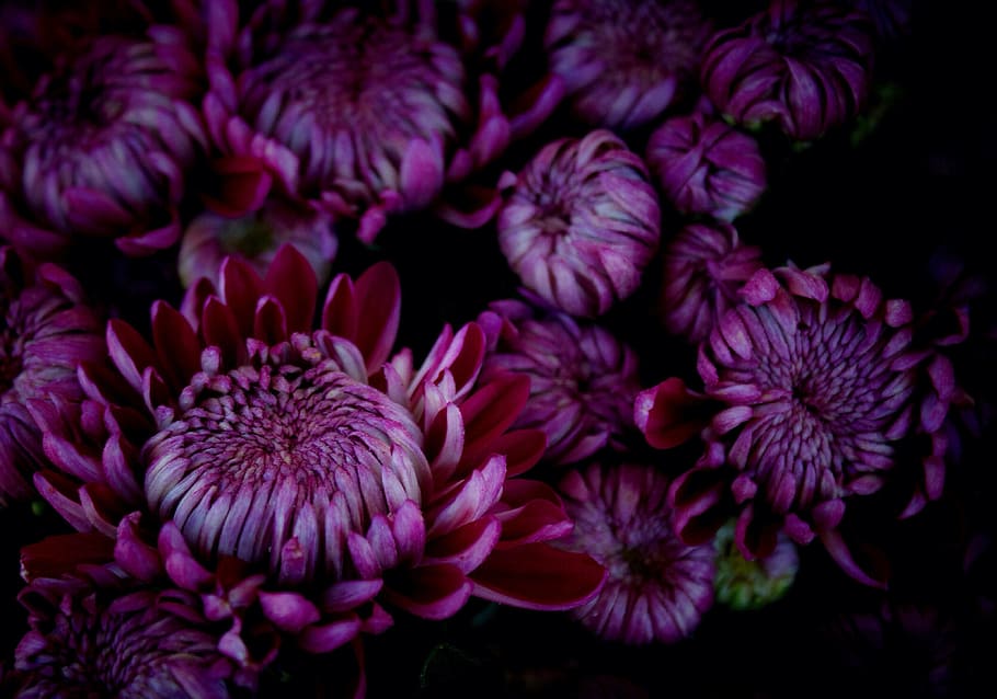 Chrysanthemums, Violet, november, nature, underwater, flower HD wallpaper