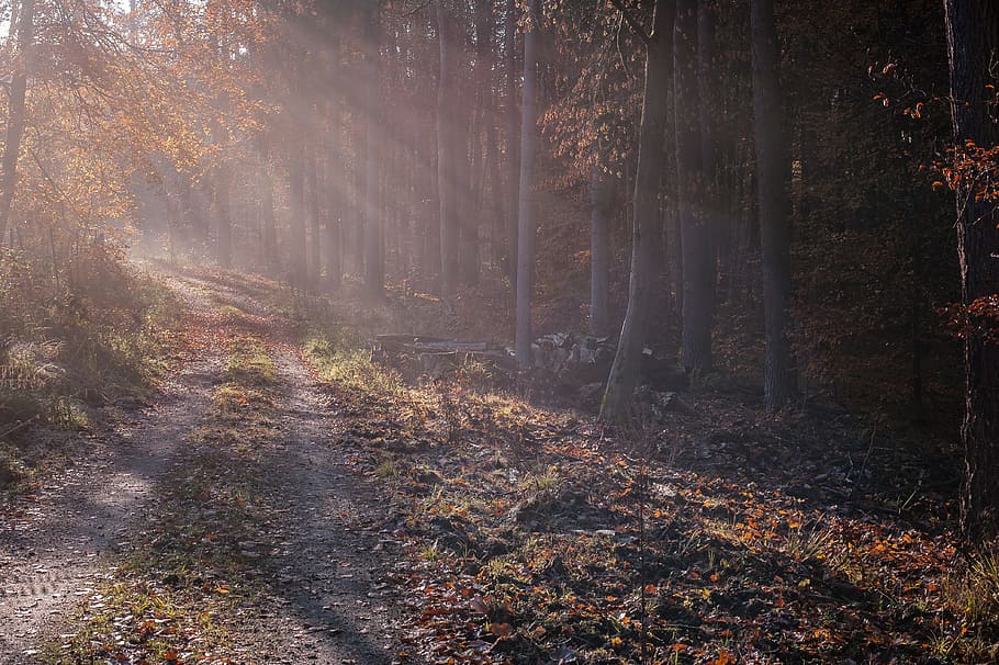 Forest, Fog, Path, sunday rays, forest path, colourless, mystical HD wallpaper