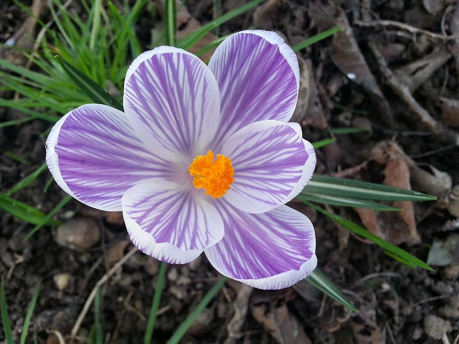 crocus, flower, printemp, nature, plant, petal, close-up, flowering plant HD wallpaper