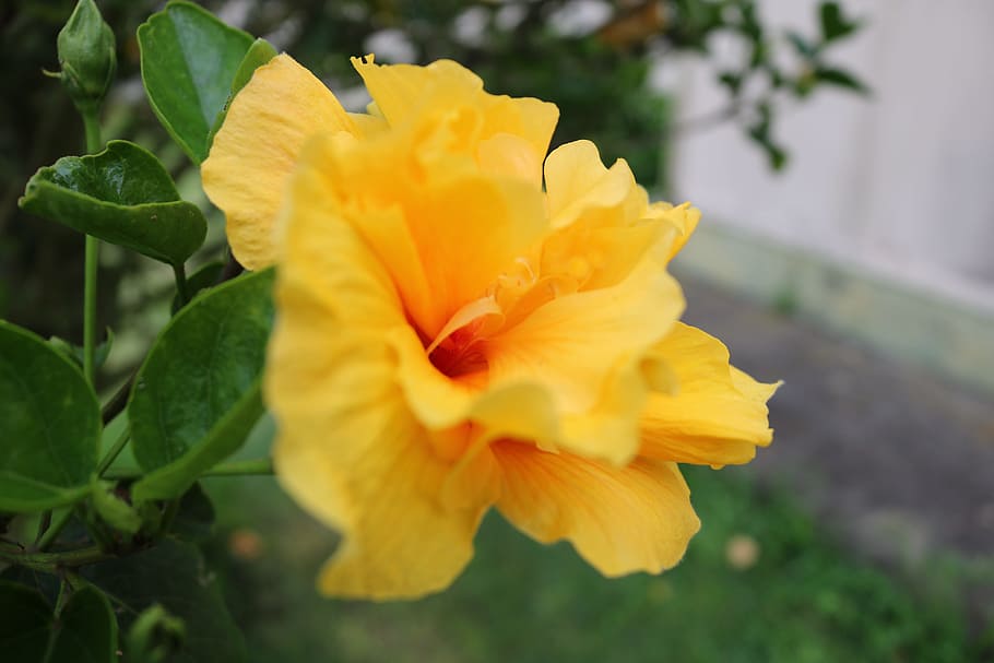 Flower, Garden, Macro, nature, plant, yellow, petal, close-up HD wallpaper
