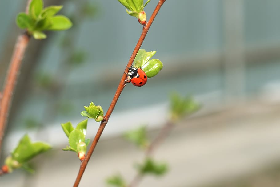insect, ladybug, plant, leaves, focus on foreground, close-up HD wallpaper