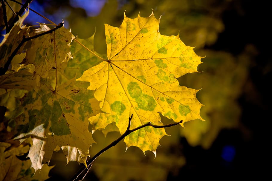 maple, leaf, maple leaves, fall, autumn, nature, autumn colours HD wallpaper