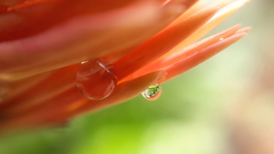 desktop, color, closeup, bright, flora, nature, garden, drop HD wallpaper