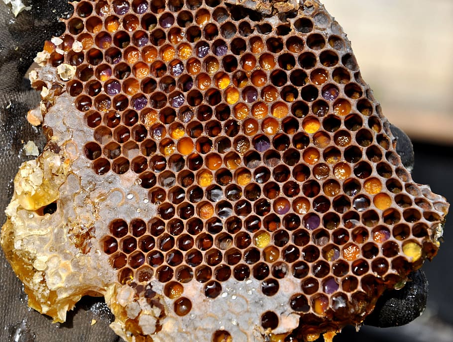 honey filled honeycomb, pollen warehousing, beekeeping, nature