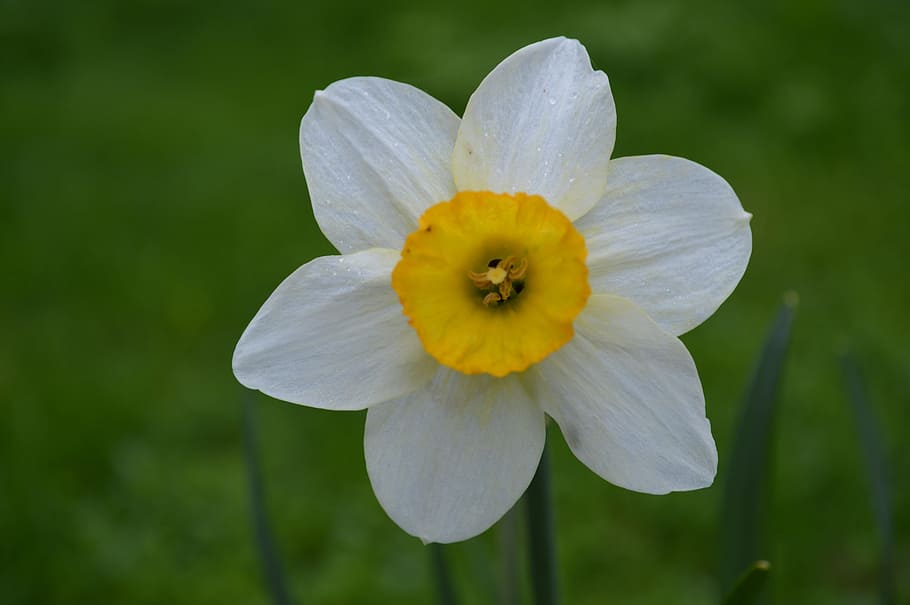 close-up photo of white and yellow daffodil flower on bloom HD wallpaper