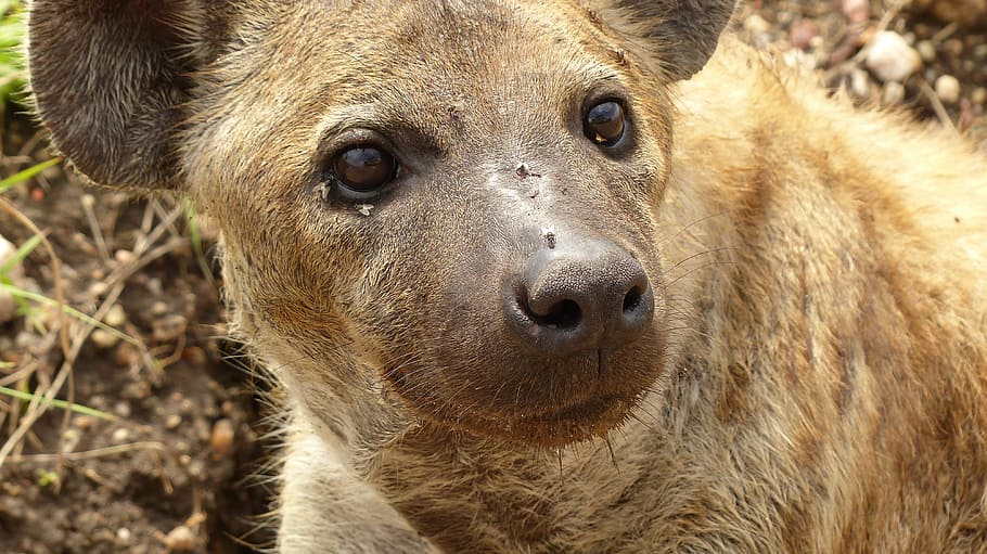 hyena, tanzania, africa, head, mammal, one animal, animal wildlife