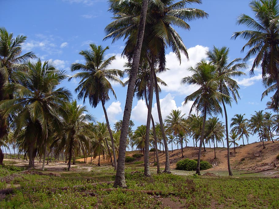 brazilwood, bahia, coconut trees, cocoteraie, holiday, landscape, HD wallpaper