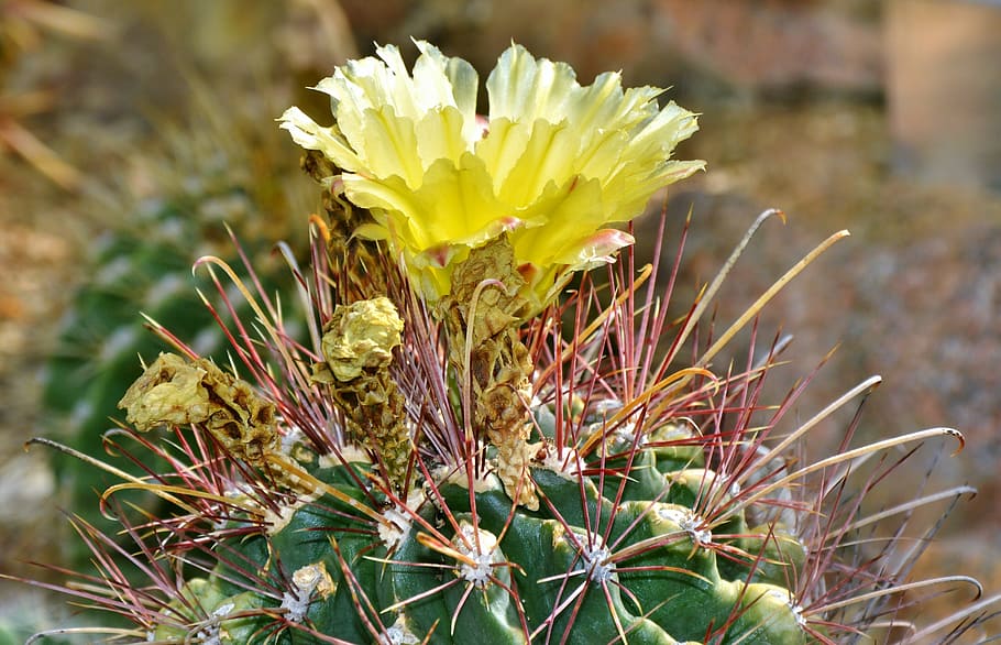 cactus, spur, blossom, bloom, green, prickly, plant, thorns HD wallpaper