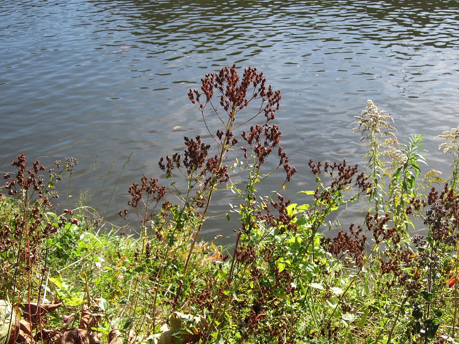 hypericum perforatum, perforate st john's-wort, common saint john's-wort, HD wallpaper