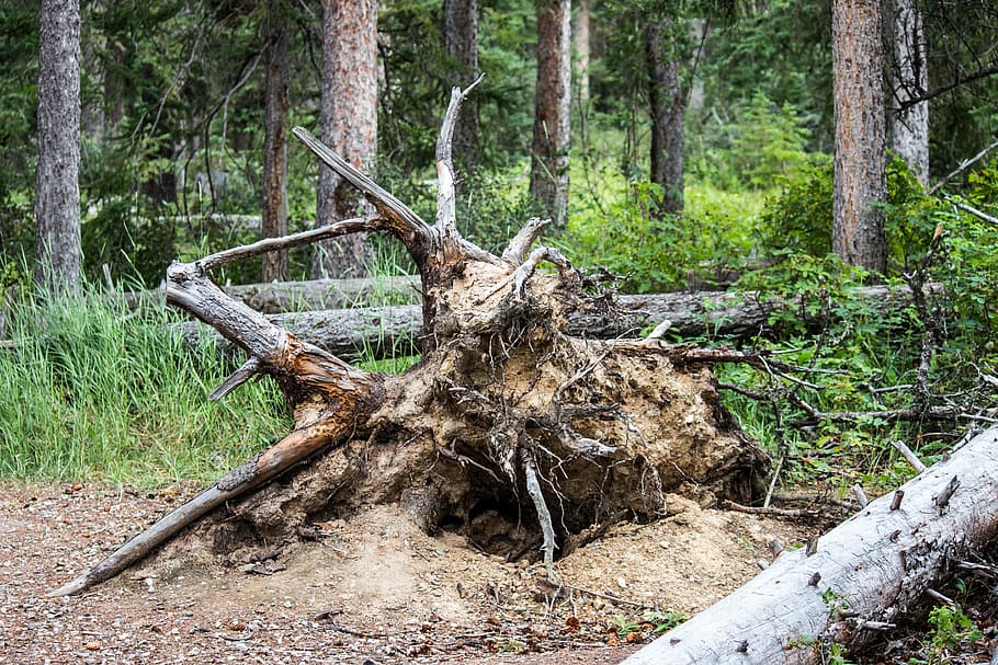 fallen tree, roots, forest, clay, branch, dead, timber, nature HD wallpaper