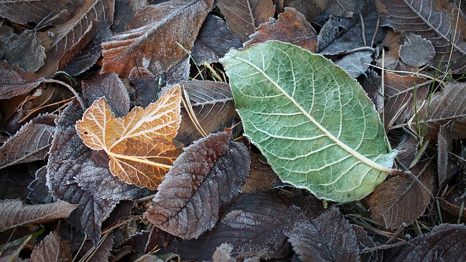 Frost, Nature, Winter, Leaf, lövhög, autumn, contrast, life HD wallpaper