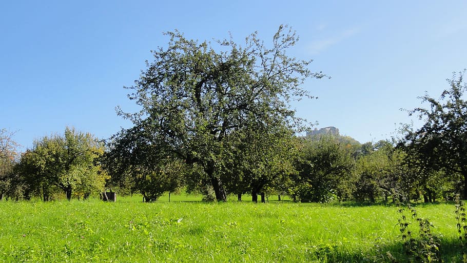 green leafed plant, Orchard, Fruit Tree, Pear, Summer, meadow HD wallpaper