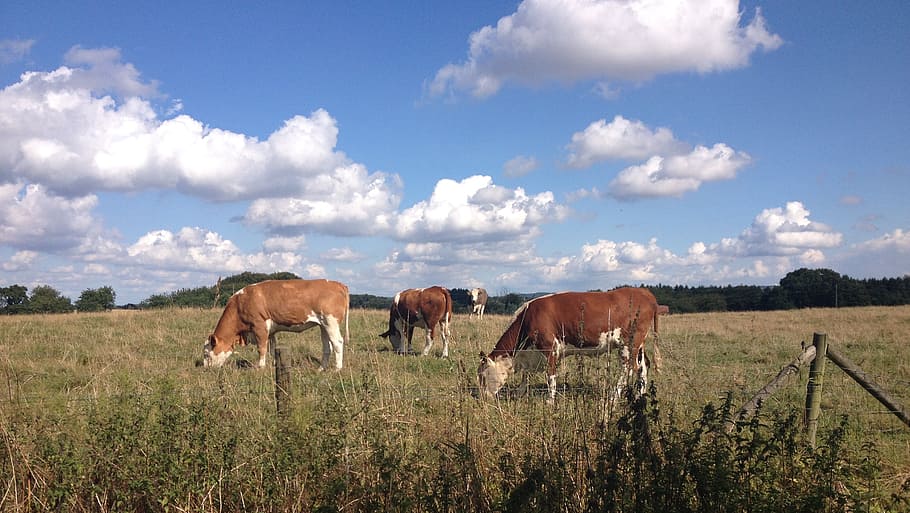 cow, bait, cattle, field, meadow, summer, cows, domestic animals HD wallpaper