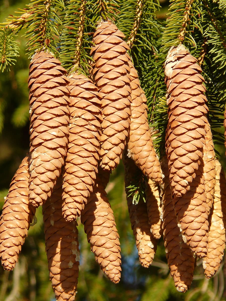 pine cones, tap, tree, conifer, common spruce, picea abies HD wallpaper
