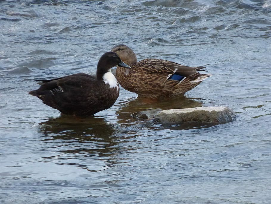 Duck, Ducks, Bird, Beak, Swim, birds, pen, water, wild birds HD wallpaper