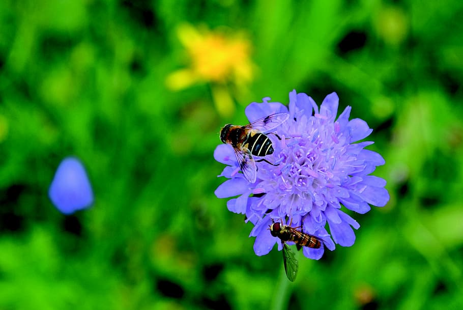 bee, wasp, insect, flower, blossom, bloom, collect nectar, nature HD wallpaper