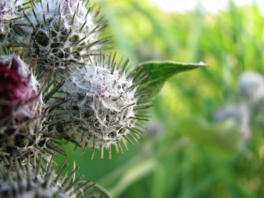 Thistle, Nature, Plant, Macro, Close-Up, detail, seasons, summer HD wallpaper