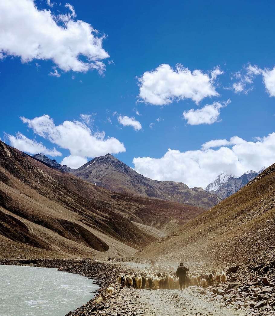 herd on sheep on brown mountain, person shepherding herd of goat near body of water in middle of mountains HD wallpaper