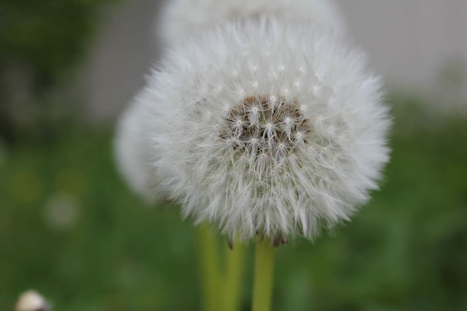Dandelion, Flower, Buttercup, nature, focus on foreground, fragility HD wallpaper
