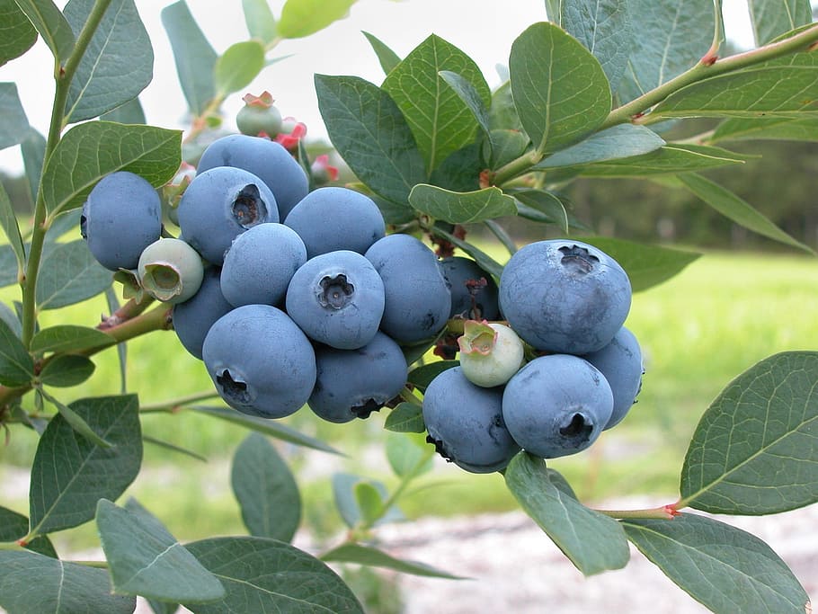 blue berry tree, blueberries, fruit, fresh, ripe, bush, plant HD wallpaper