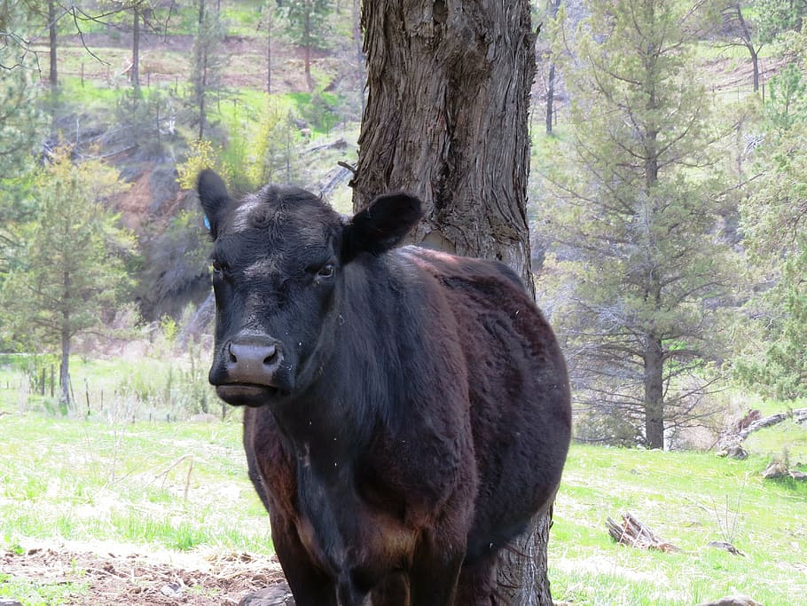 cow, expression, animal, cattle, rural, funny, countryside HD wallpaper