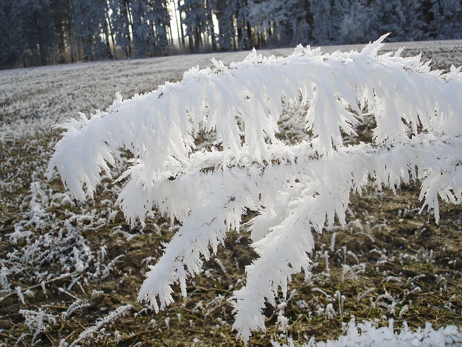 frost, fog, winter, snow, cold temperature, white color, plant HD wallpaper