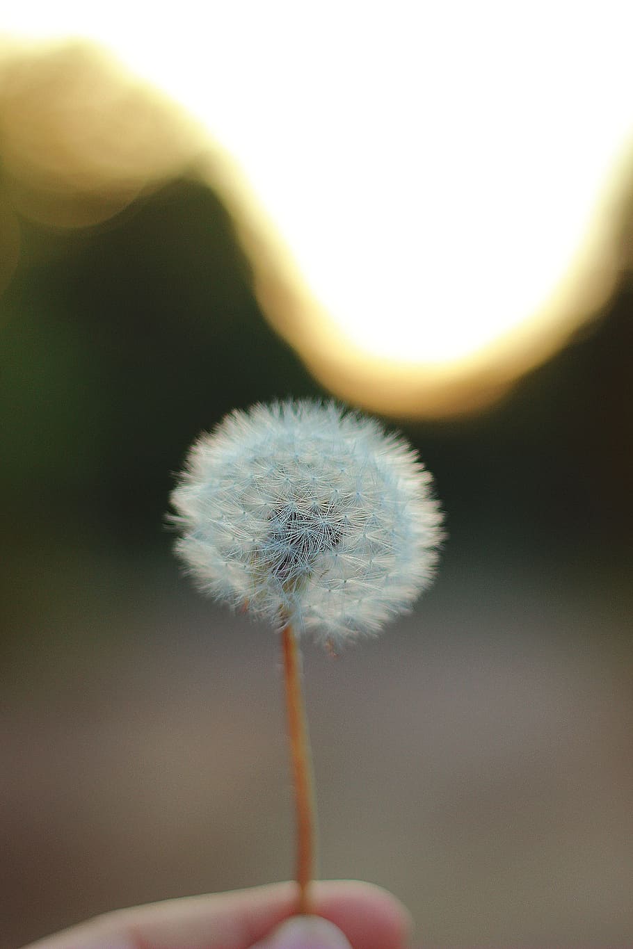 person holding dandelion flower, selective focus photo of person holding white dandelion flower HD wallpaper