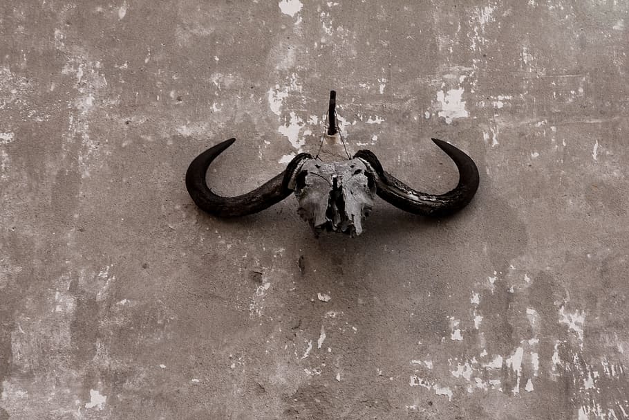 Skull, Gnu, Ox, Wall, Grunge, Bone, Dead, death, animal, head HD wallpaper
