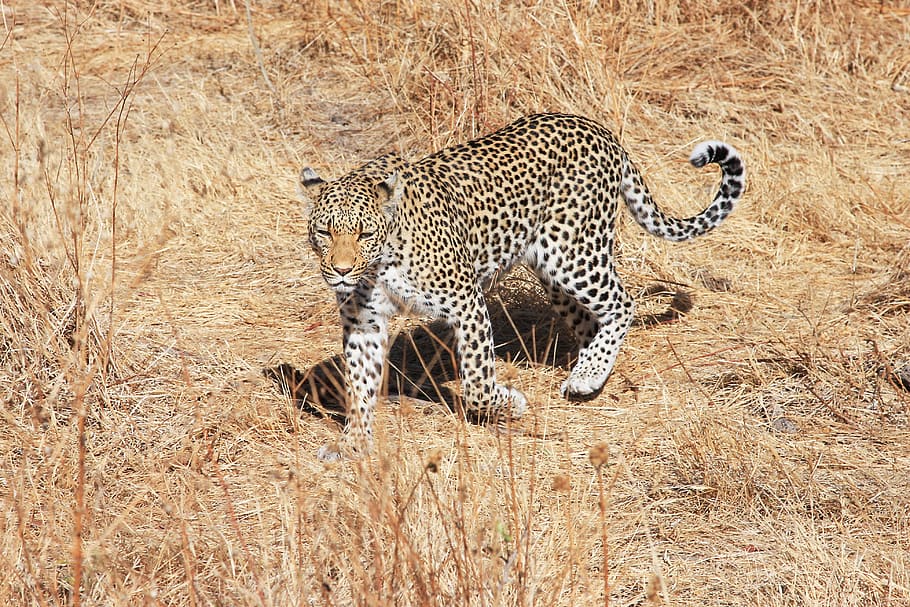 leopard, africa, safari, wildcat, botswana, national park, big cat, HD wallpaper