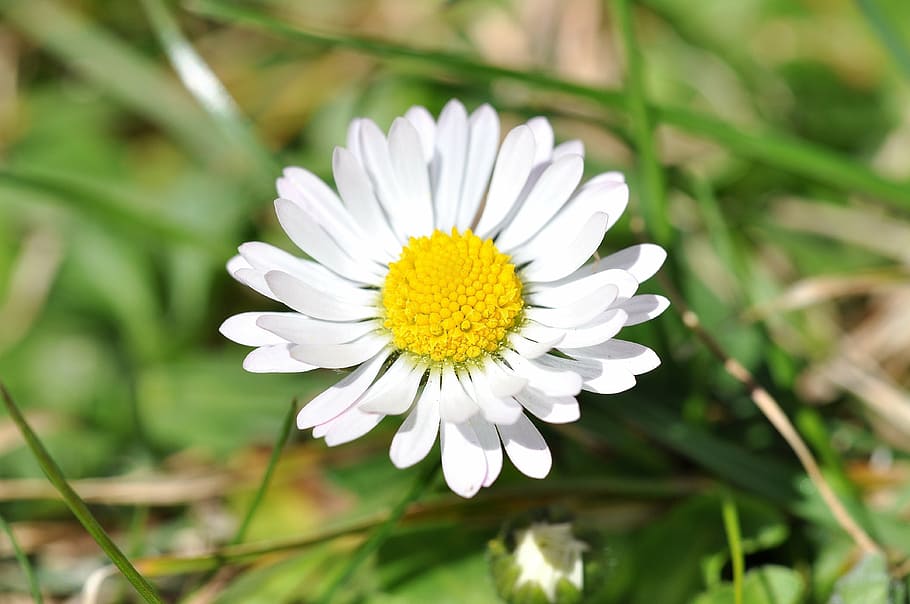 daisy, white, grass, meadow, garden, flower, plant, blossom HD wallpaper