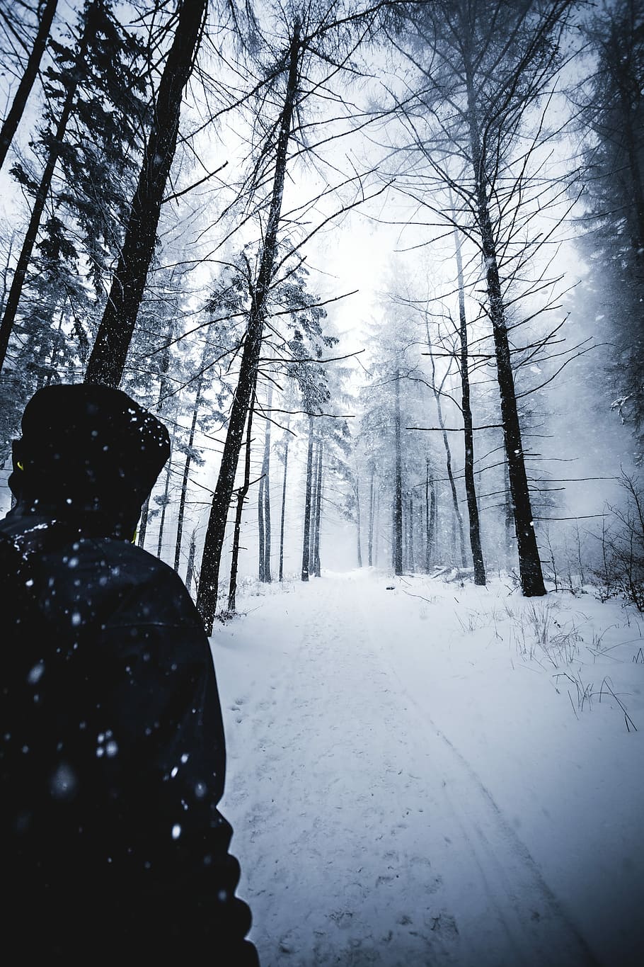 person walking on snowfield, man standing on tundra surrounded with trees HD wallpaper