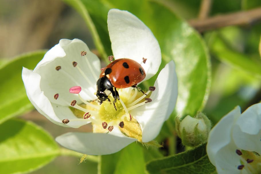 macro photography of red ladybug on flower, Blossom, Insect HD wallpaper