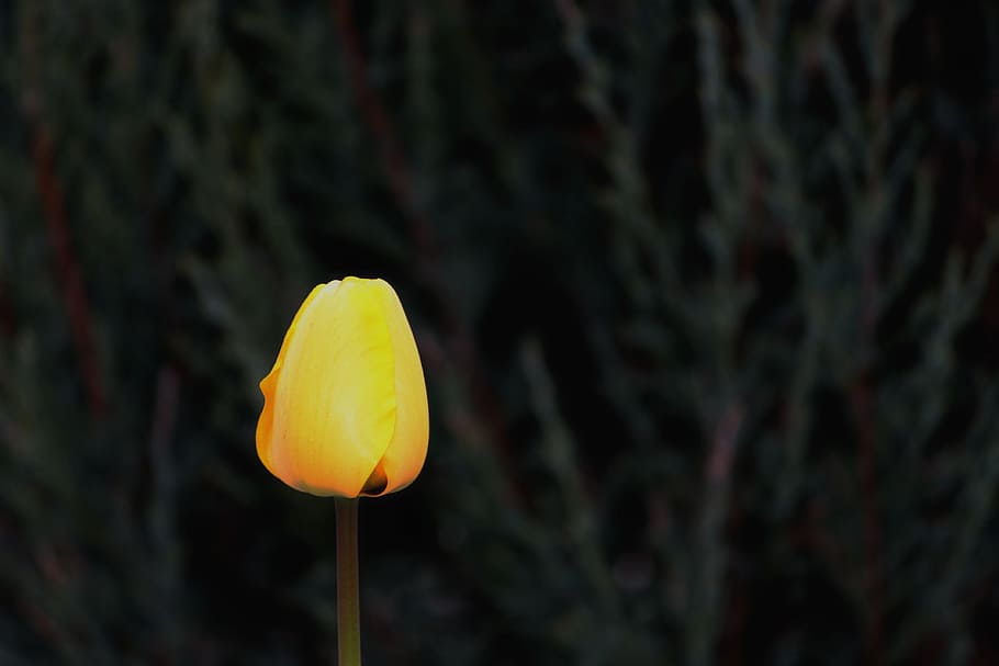 Tulip, Blossom, Bloom, Yellow, individually, spring, flower HD wallpaper
