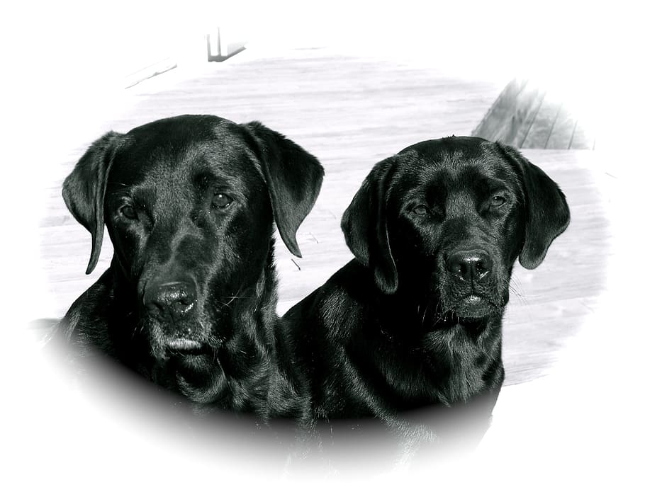 two black Labrador retrievers, Dogs, Black, Head, Pair, friends HD wallpaper
