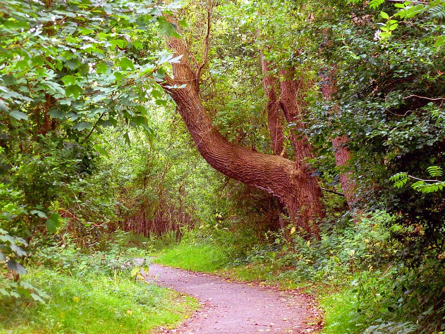 tree, shrubs, nature, green, landscape, away, promenade, forest HD wallpaper