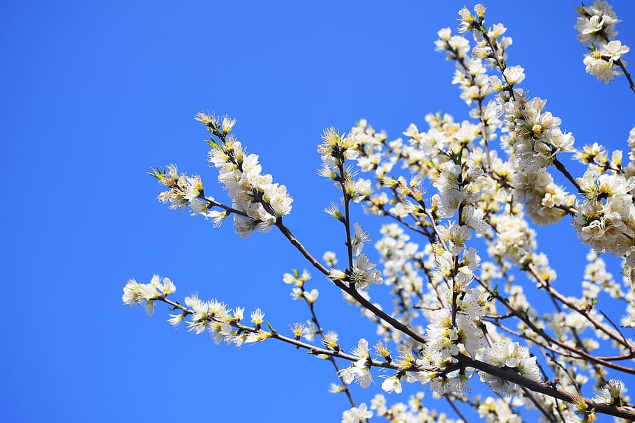Apricot, White, blue, flower, nature, springtime, beauty in nature HD wallpaper