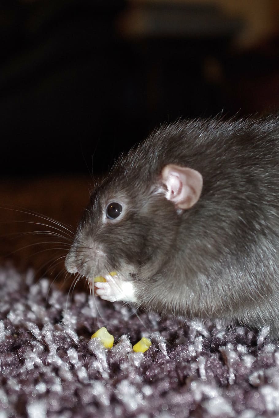 rat, cute, eating, pet, rodent, animal, whisker, fluffy, hairy HD wallpaper