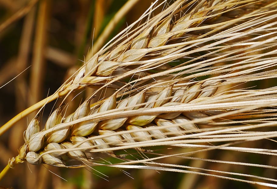 ear, cereals, grain, grains, awns, barley, close, agriculture HD wallpaper