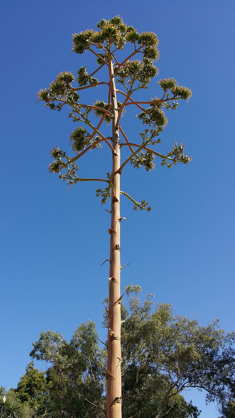 tree, sea, beach, pine, plant, sky, low angle view, day, nature HD wallpaper