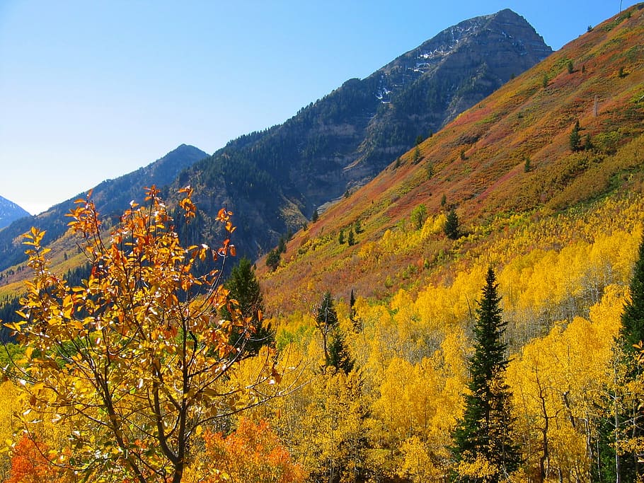 forest near mountains, trees, autumn, fall, blue sky, nature HD wallpaper