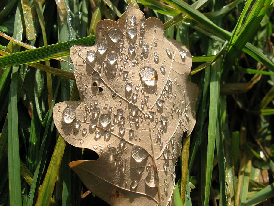 leaf, autumn, dew, light effects, close-up, plant, day, nature HD wallpaper