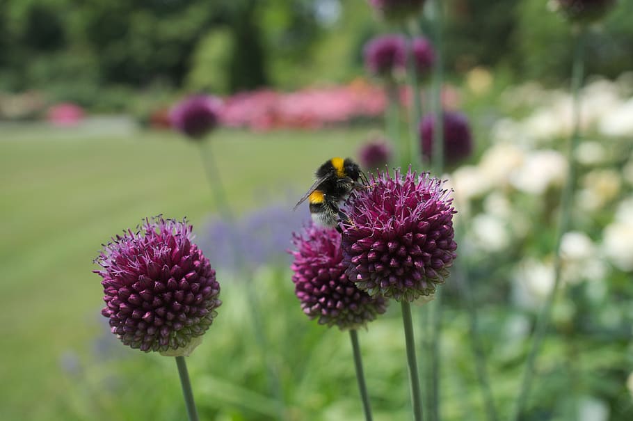 insect, macro, close, hummel, flower, flowering plant, beauty in nature HD wallpaper