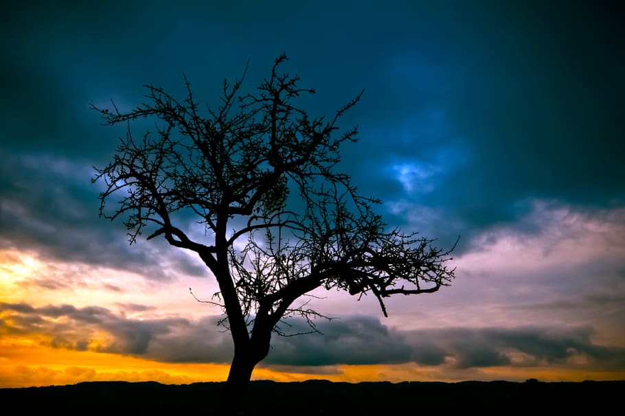 silhouette photo of bare tree, sunset, landscape, nature, autumn HD wallpaper