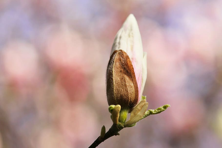 magnolia, blossom, bloom, spring, pink, flower tree, flourishing tree HD wallpaper