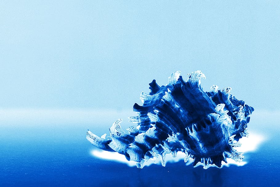blue, shell, no people, water, sea, indoors, copy space, studio shot HD wallpaper