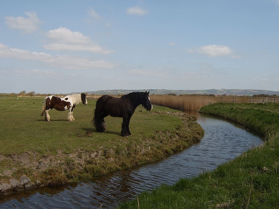 horses, stream, water, grass, meadow, summer, outdoor, farm HD wallpaper