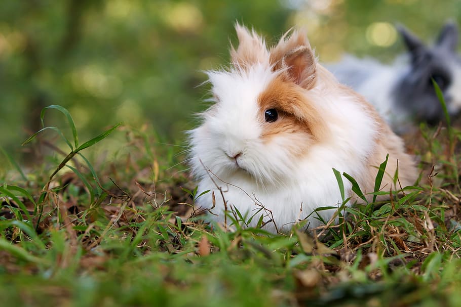 white and brown rabbit on grass fields, selective focus photography of guinea pig on grassfield