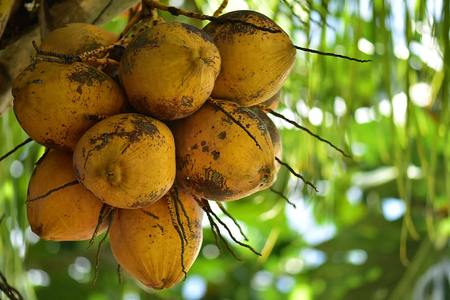 shallow focus photography of yellow coconuts, palm, tropical plant HD wallpaper