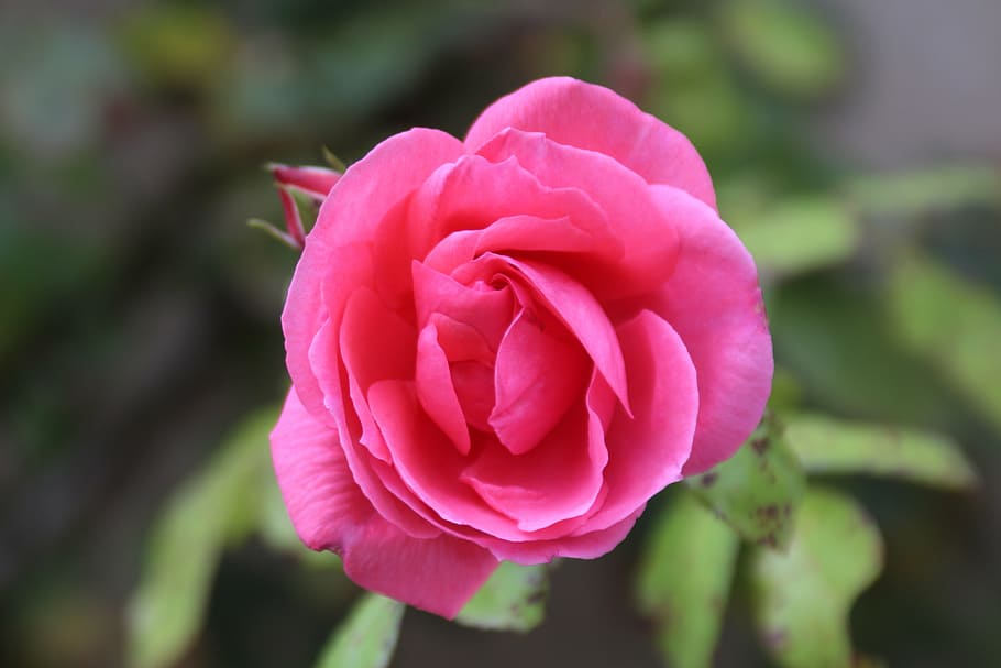 rose, flower, blossom, bloom, pink, close, plant, garden, nature HD wallpaper