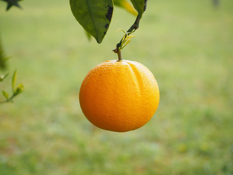 Orange, Fruit, Orange Tree, Citrus, periwinkle, diamond green